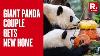 Chinese Giant Panda Couple Arrives In Madrid Set To Spend Next Few Years In Spanish Zoo