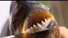 Fishing For Red Bellied Piranha Ultimate Killers Bbc