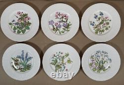 Spode Fine Bone China England Wildflower Dinner Plates complete set of 6/ 9-inch